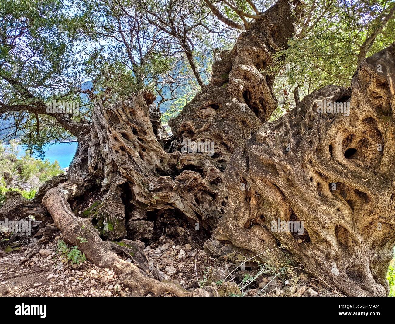 Groer schner Olivenbaum mit riesigen wunderschnen Wurzeln aus der Nhe  auf die griechische blaue Kste. Insel Lefkada, Griechenland. Sommer warmes  botanisches Laub Stockfotografie - Alamy