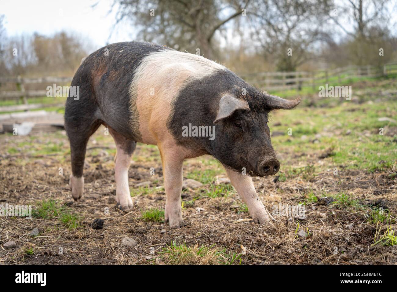 Kleines Schwein wartet auf das Essen auf dem Bauernhof Stockfoto