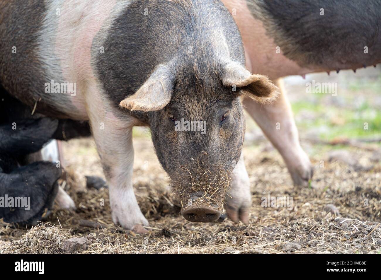 Kleines Schwein wartet auf das Essen auf dem Bauernhof Stockfoto