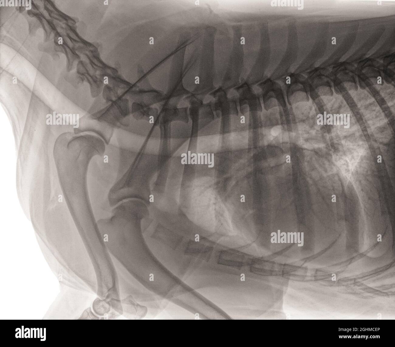 Normale digitale Röntgenaufnahme der Vorhand eines großen Hundes in der Seitenansicht. Deutlich sichtbar sind der Thorax mit Herz und Rippen, Trachea, Wirbel, Schultern Stockfoto