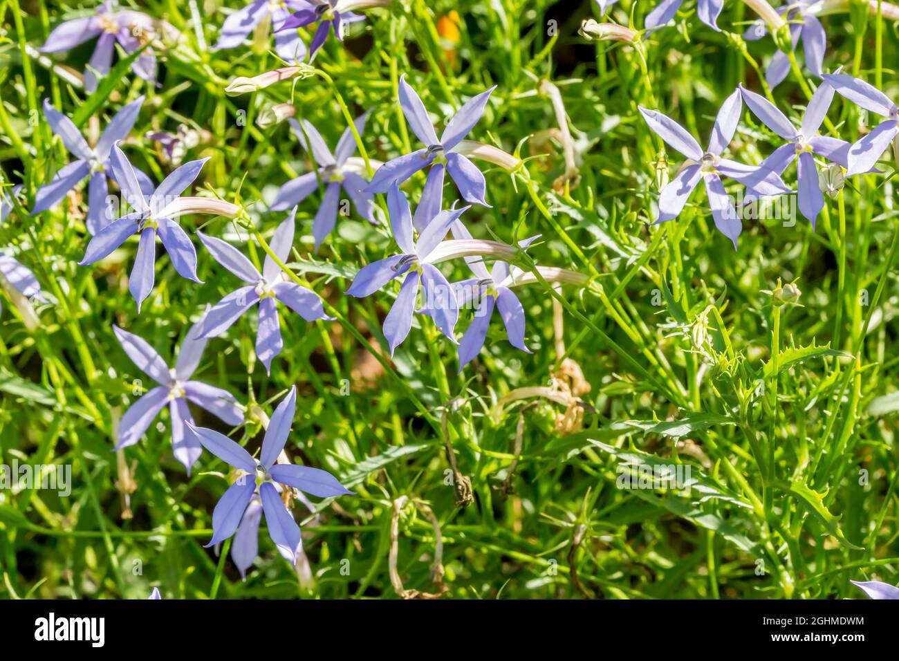 Laurentia axillaris -Fotos und -Bildmaterial in hoher Auflösung – Alamy