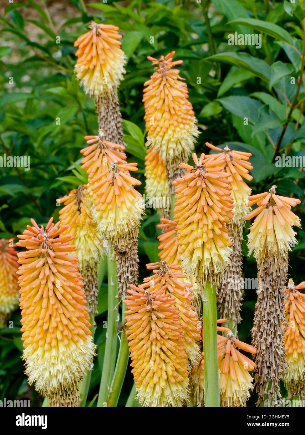 Tritoma kniphofia triangularis -Fotos und -Bildmaterial in hoher ...