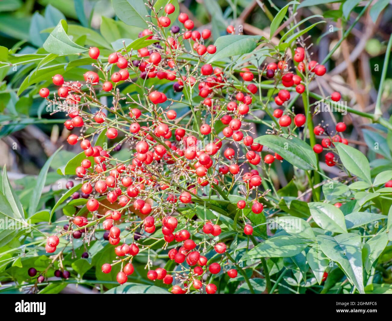 Heiliger bambus nandina domestica Fotos und Bildmaterial in hoher