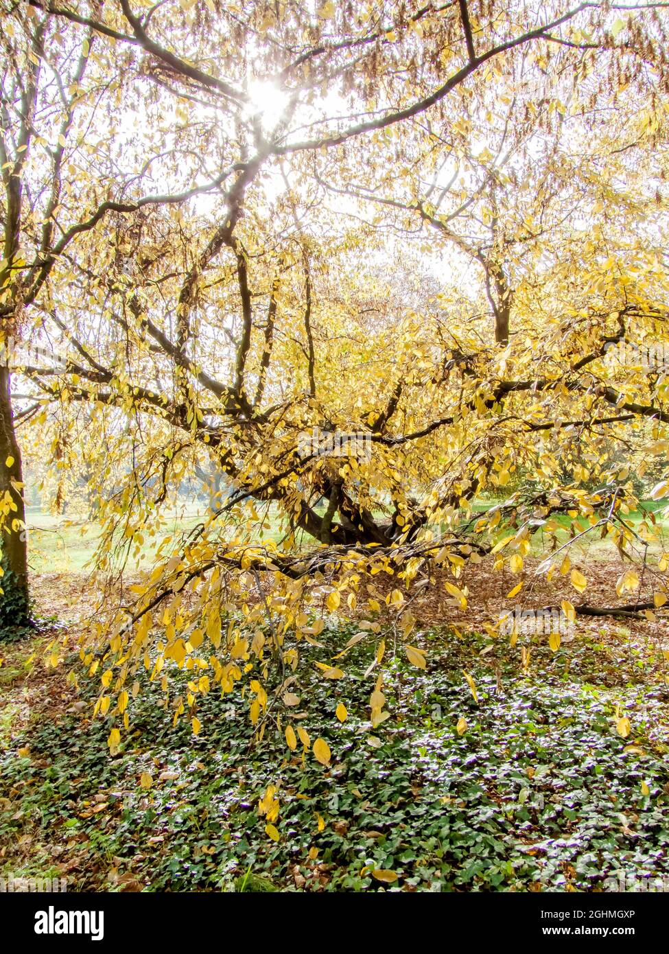 Carpinus betulus Pendula Stockfotografie Alamy