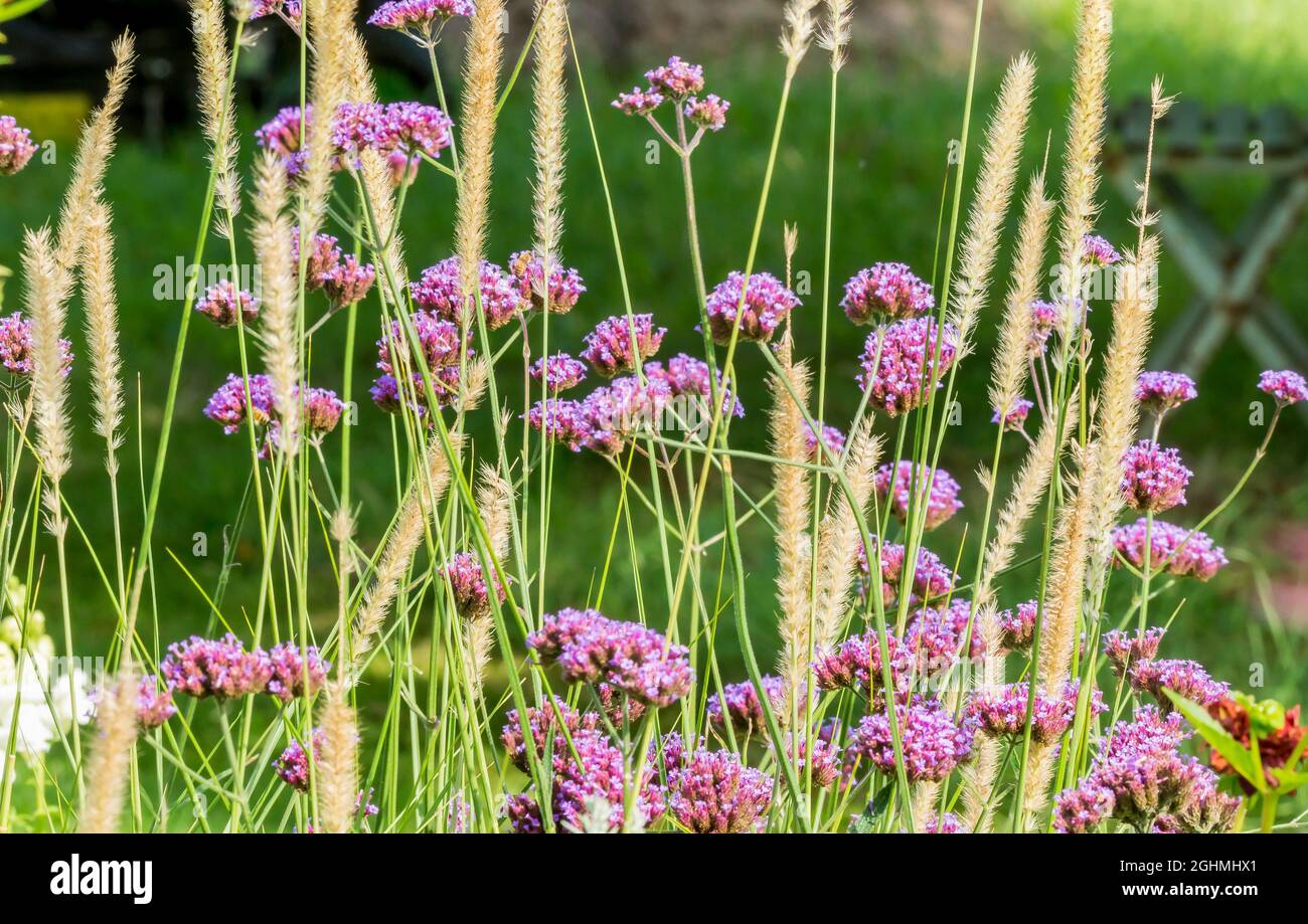 Verbena bonariensis, Pennisetum macrourum Stockfotografie Alamy