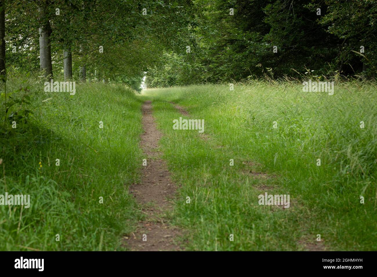 Grasweg, der zu den Wäldern führt Stockfoto