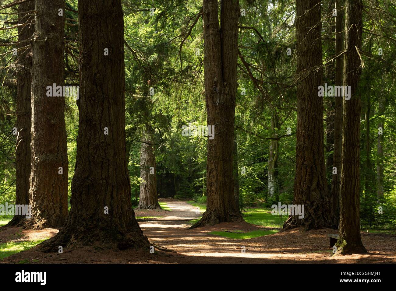 Fußweg durch den Wald New Forest New Forest National Park Hampshire England Stockfoto