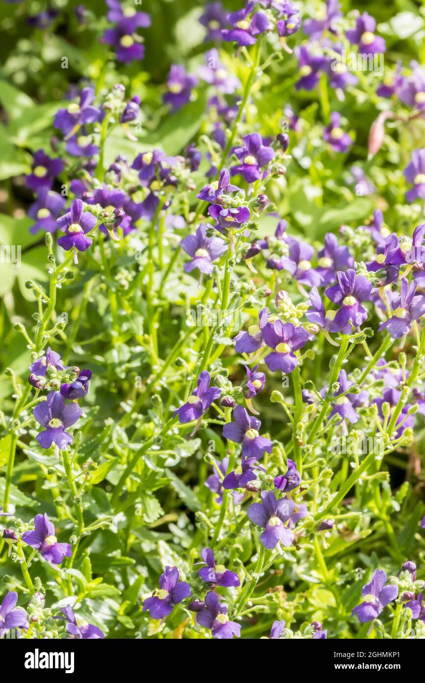 Nemesia aromatica 'Royal' Stockfoto