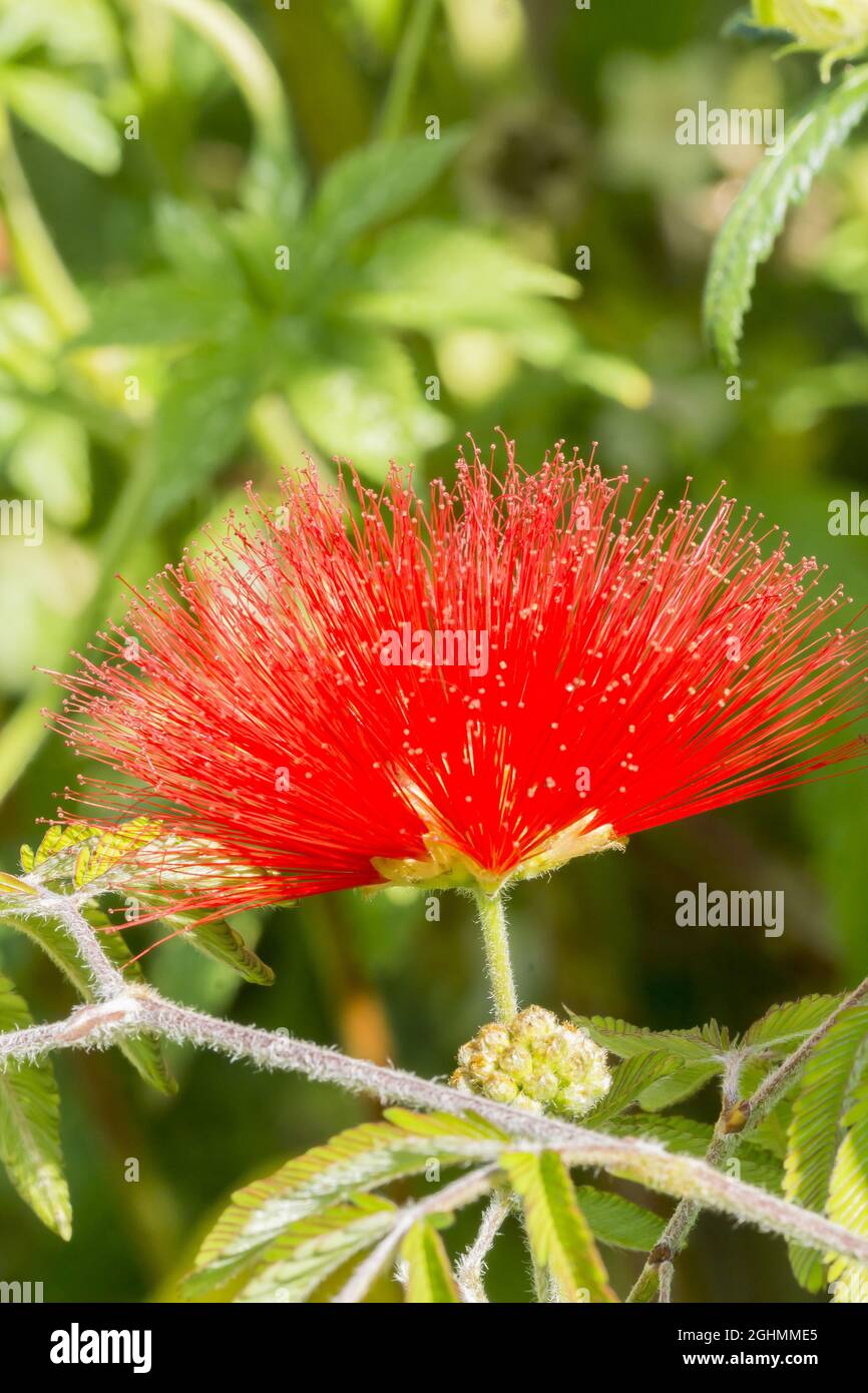 Calliandra calliandra sp Fotos und Bildmaterial in hoher Auflösung