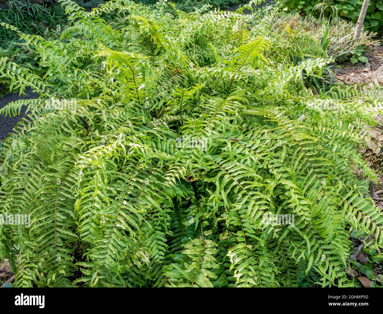 Farn nephrolepis sp Fotos und Bildmaterial in hoher Auflösung Alamy