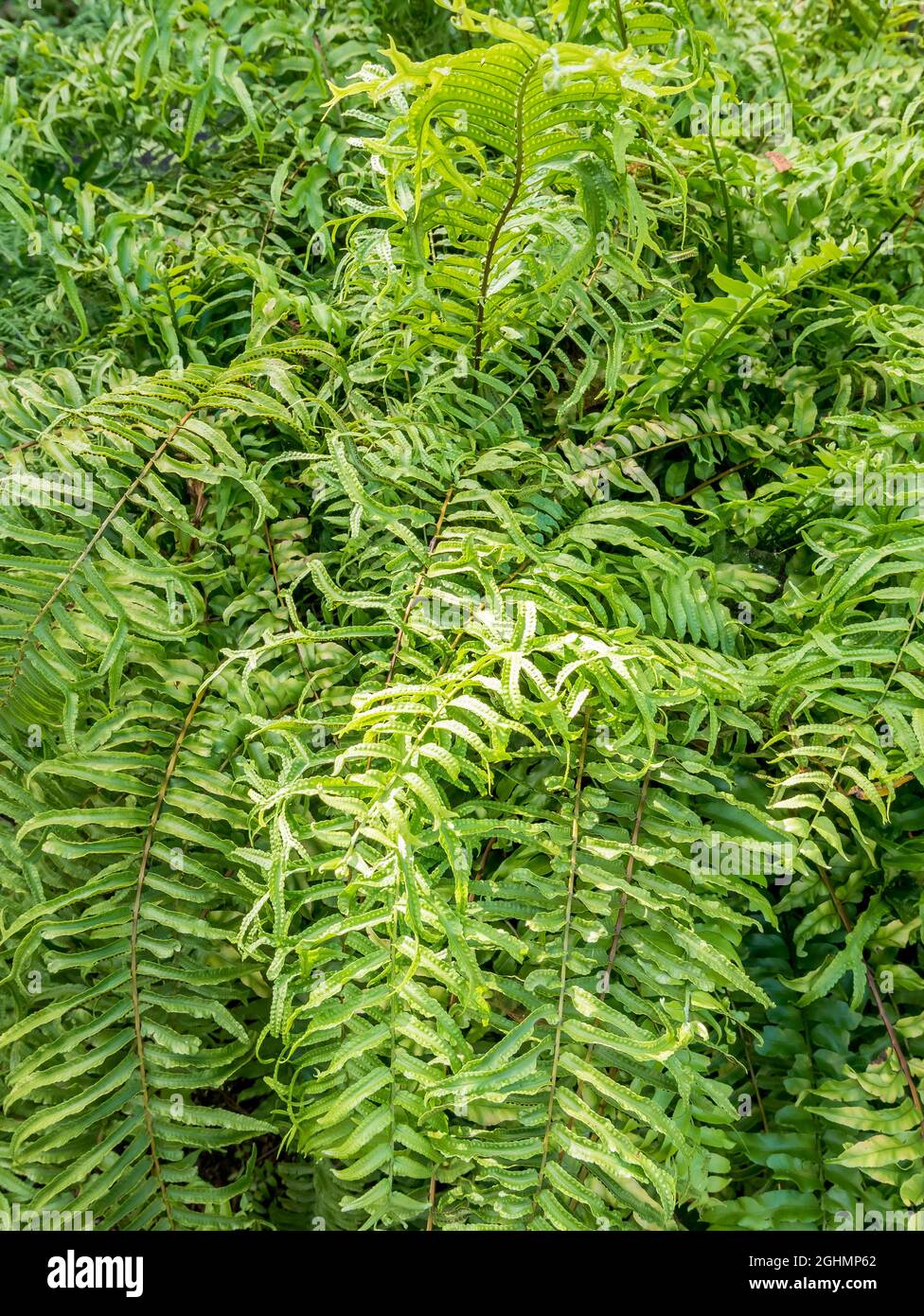 Farn nephrolepis sp Fotos und Bildmaterial in hoher Auflösung Alamy