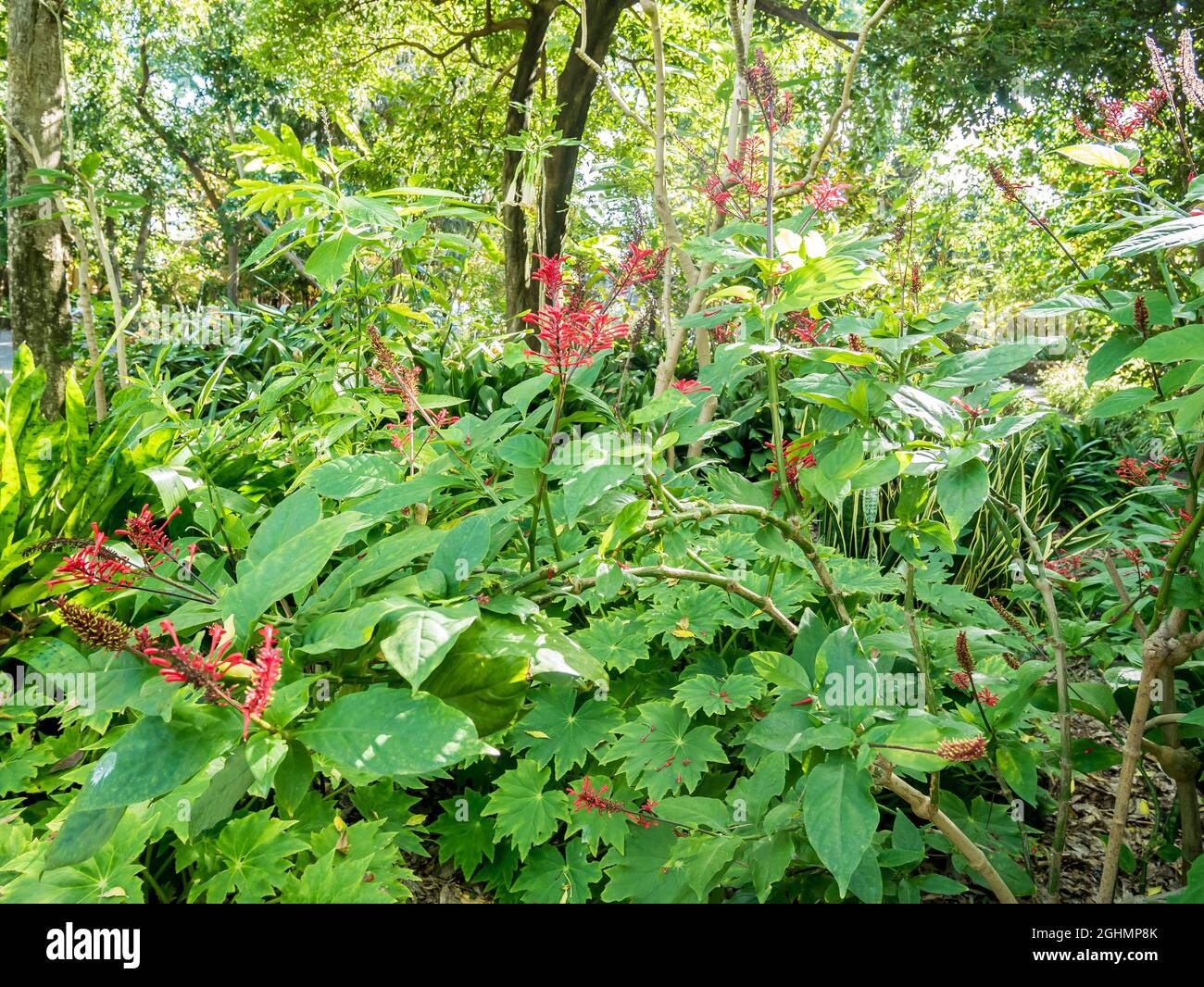 Odontonema tubaeforme Stockfoto