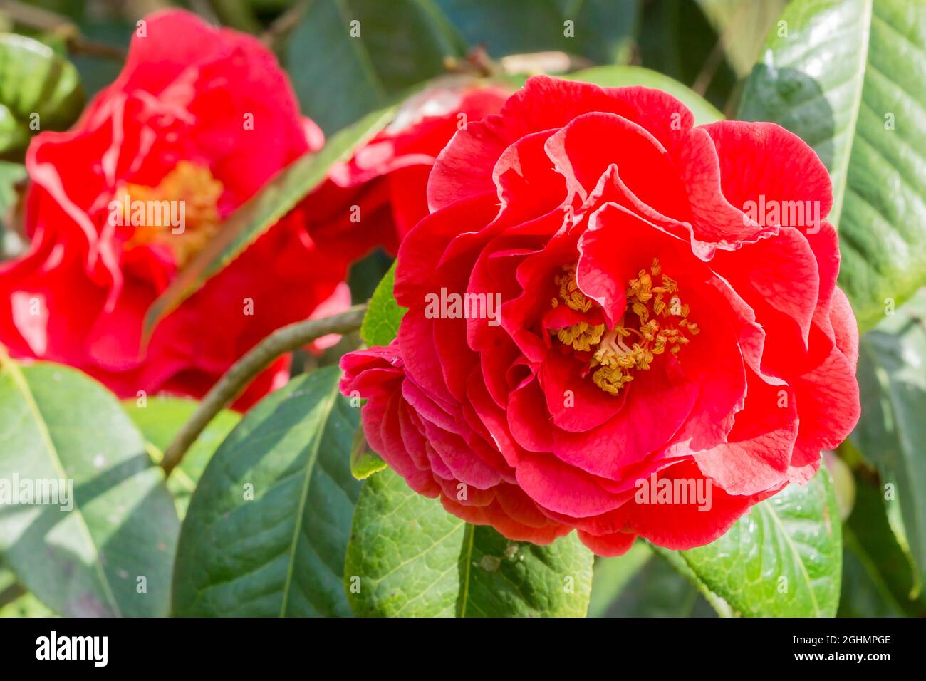 Camellia reticulata dr clifford parks -Fotos und -Bildmaterial in hoher