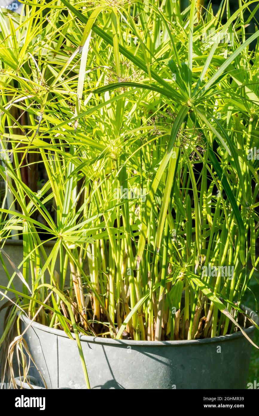 Cyperus papyrus pot Fotos und Bildmaterial in hoher Auflösung Alamy