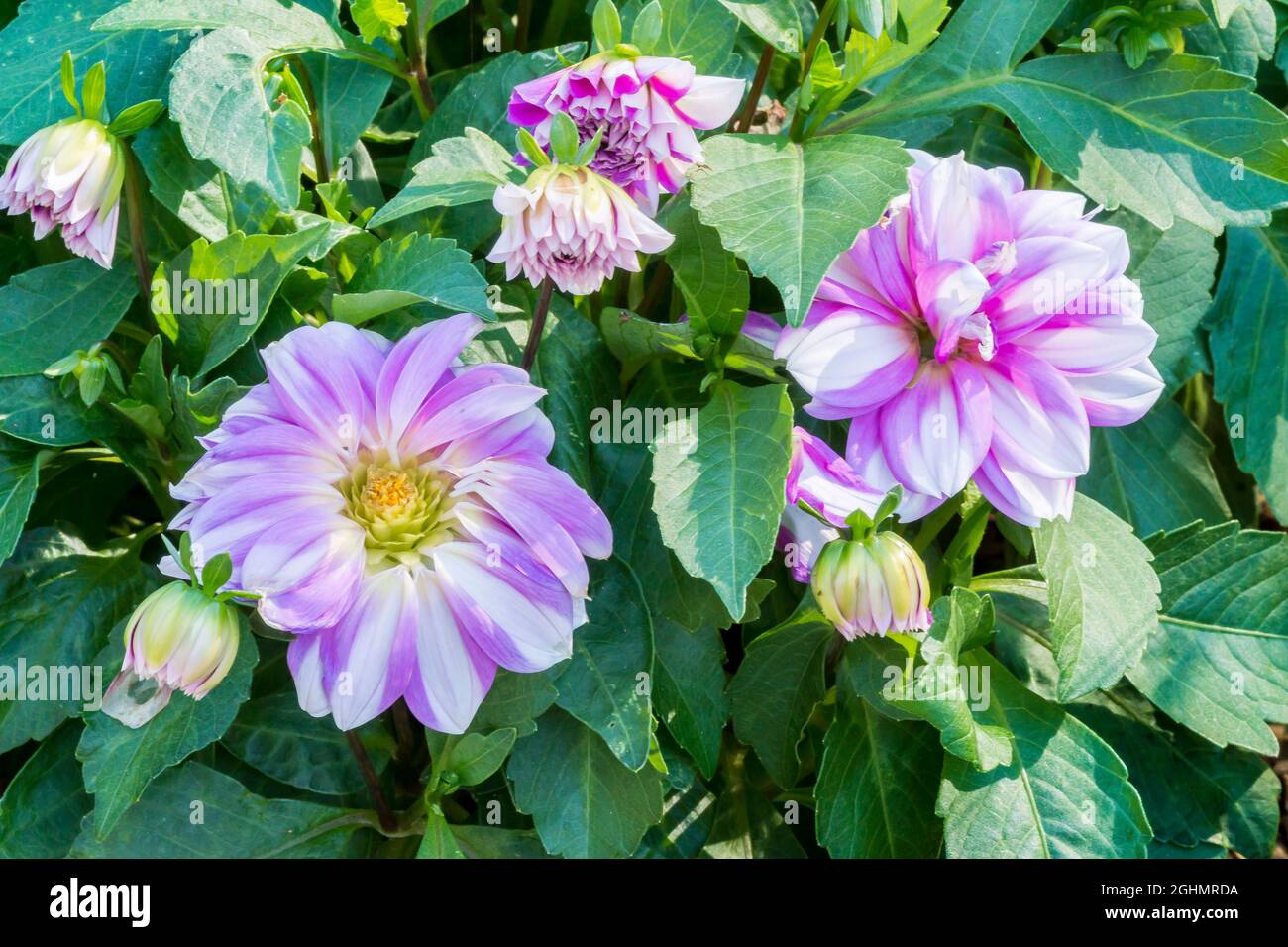 Dahlia 'Princeless Pink' Züchter: Haaster (NDL) 2005 Stockfoto