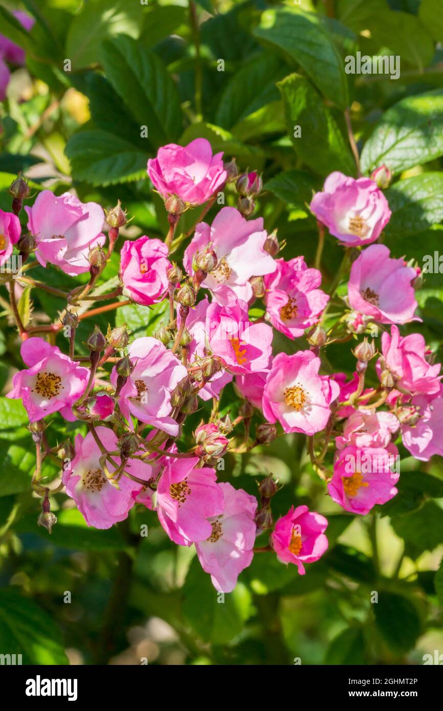 Rose Rosa Eva Stockfotos und bilder Kaufen Alamy