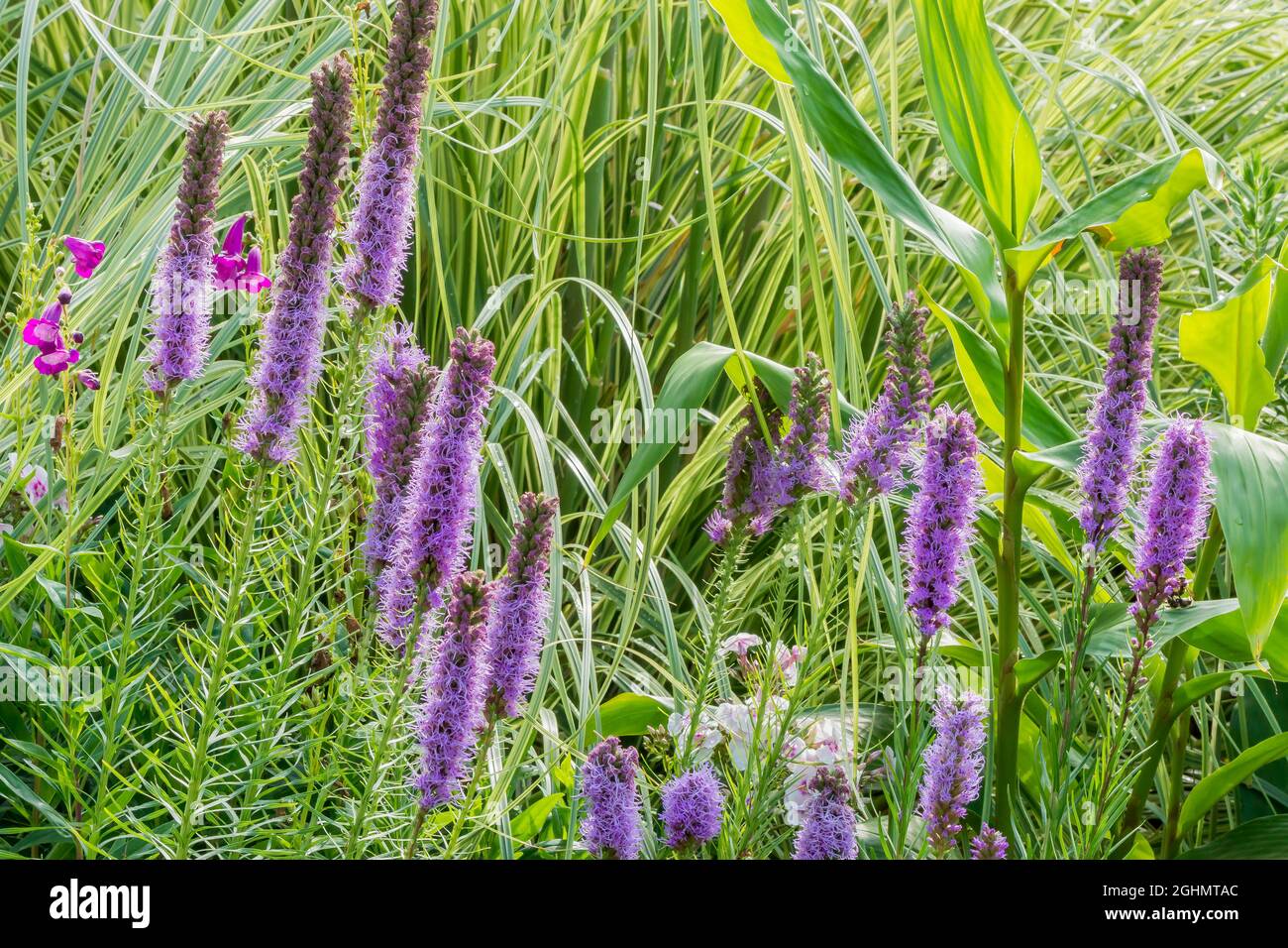 Liatris Spicata "Floristan Violett" Stockfoto