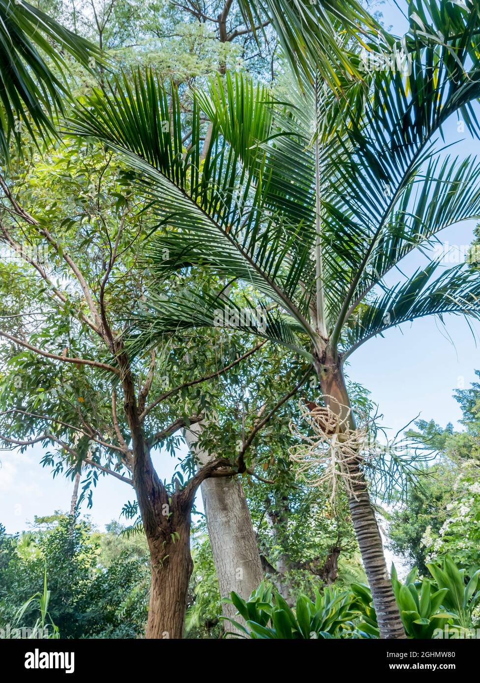 Rhopalstilis baueri Stockfoto