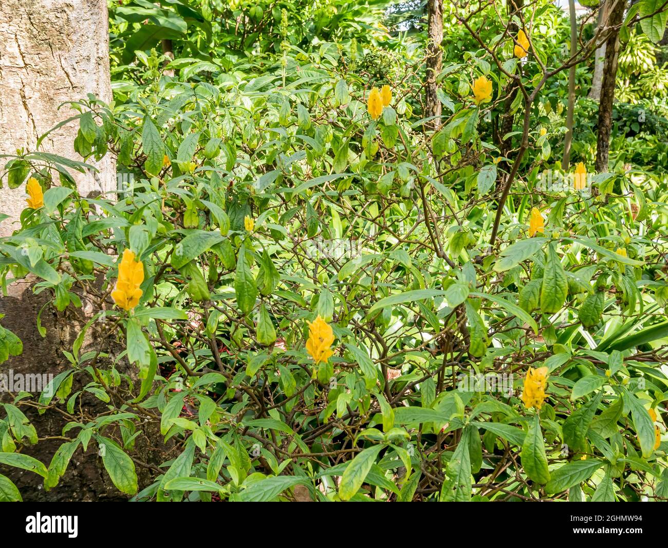 Pachystachys lutea Stockfoto