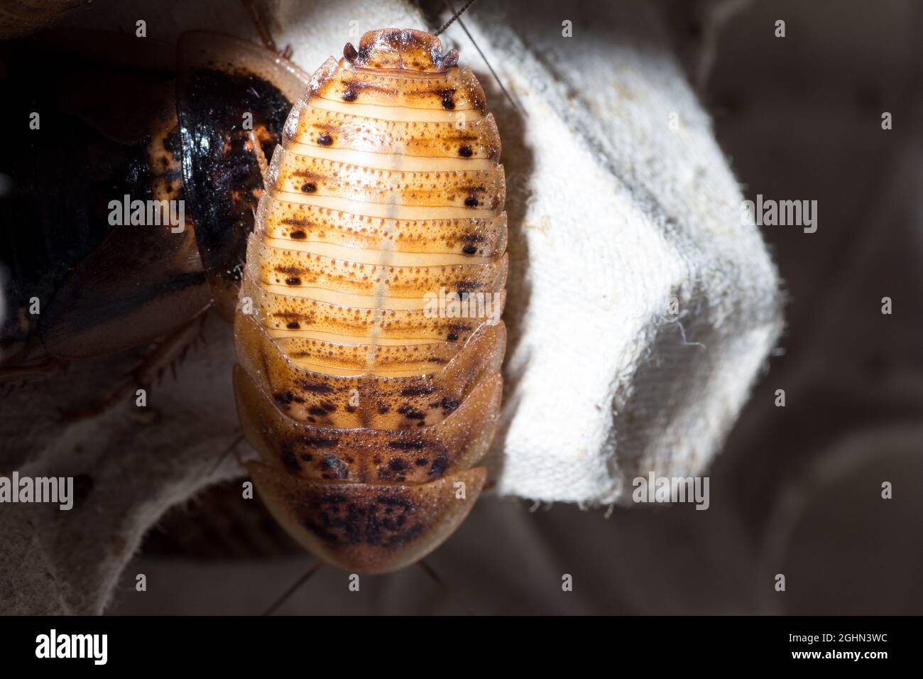 Eine junge Kakerlake der Art Blaptica dubia Stockfoto