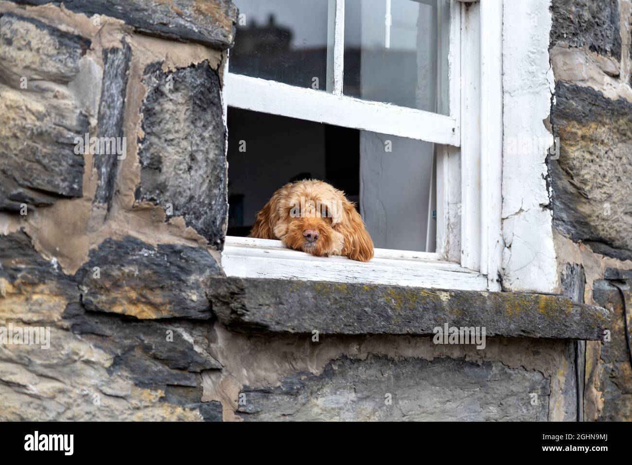 Trauriger Hund, der aus dem Fenster schaut (Porthmadog, Wales, Großbritannien) Stockfoto