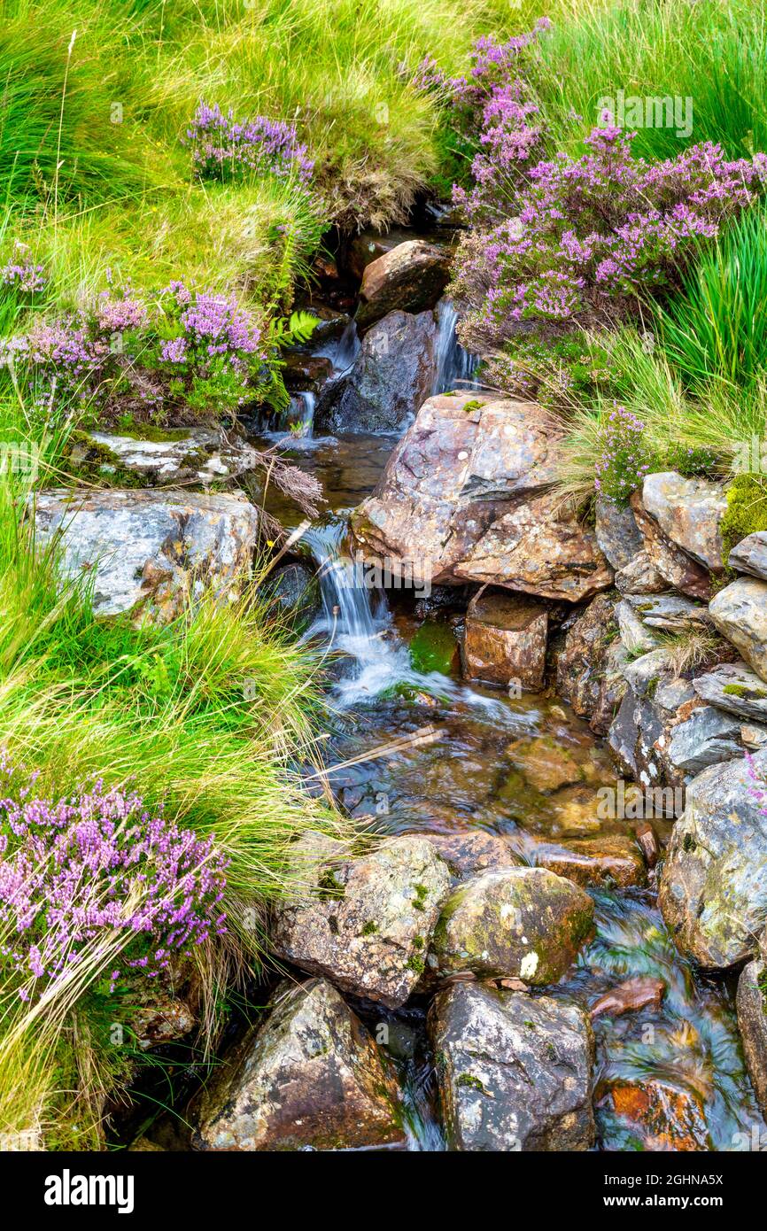 Kleiner Gebirgswasserbach entlang des Weges nach Glyder Fawr im Cwm Idwal Nature Reserve, Snowdonia, Wales, Großbritannien Stockfoto