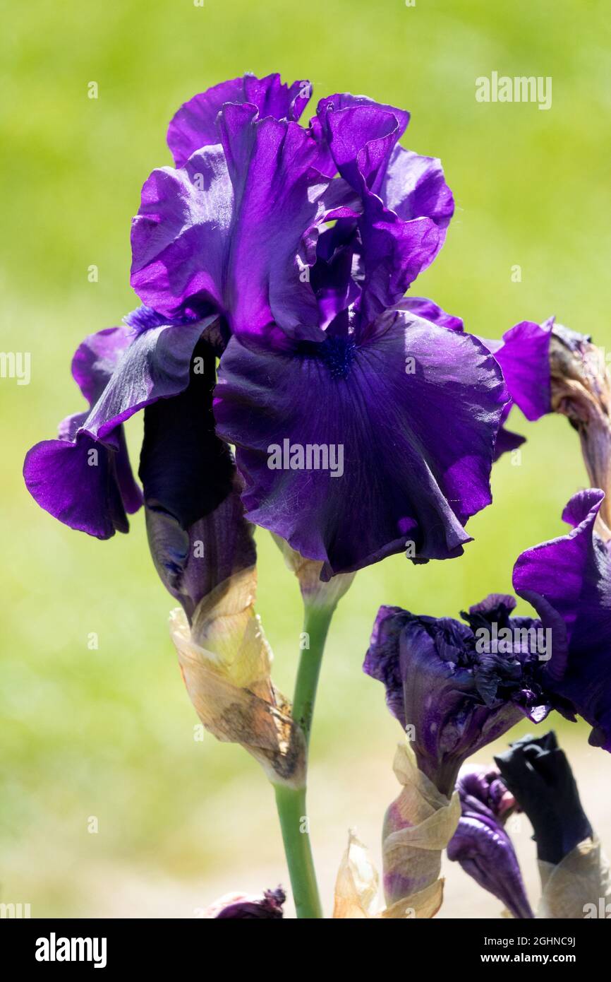 Hohe Bartlilie-Blüte Iris 'Darkside', dunkelblaue Blüte Stockfoto