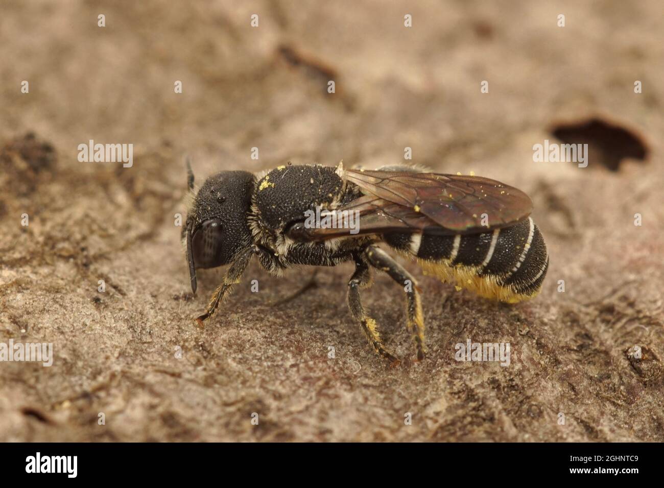 Nahaufnahme einer weiblichen kleinen Harzbiene, Heriades crenulatus Stockfoto