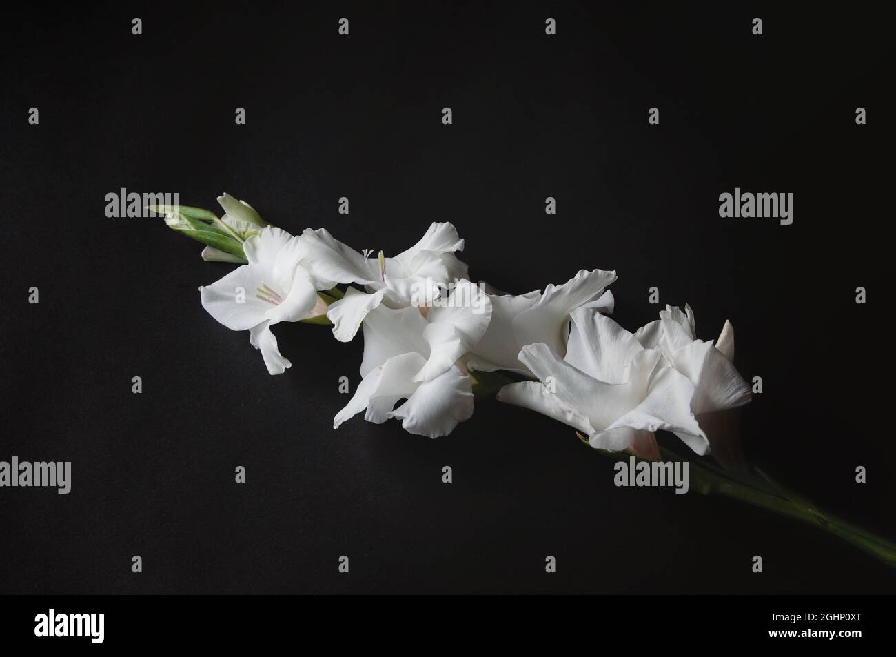 Weiße Gladiolusblume auf schwarzem Hintergrund, für Textbeschriftung, Stockbild für Design und Web Stockfoto