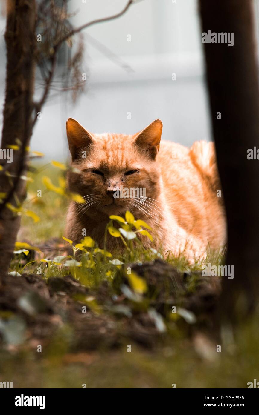 Eine orangefarbene Katze genießt die Sonne in einem grünen Grasgarten Stockfoto