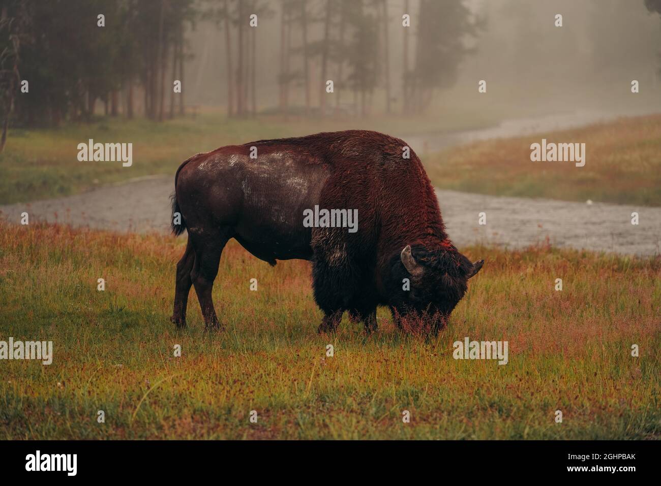 Yellowstone-Nationalpark Stockfoto