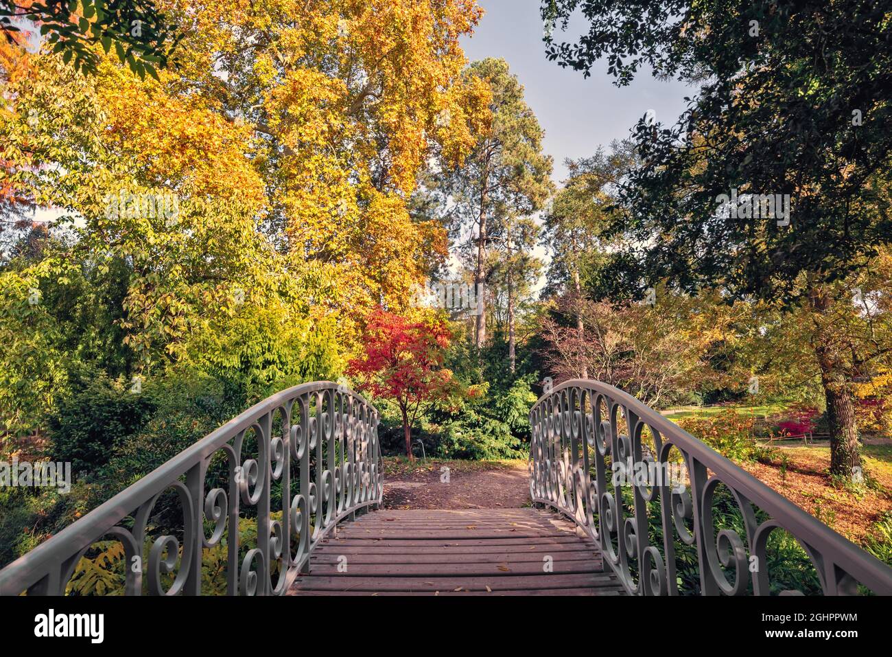 Fußgängerbrücke und Herbstlaub im Arboretum Vallee aux Loups in der Nähe von Paris, Frankreich. Stockfoto