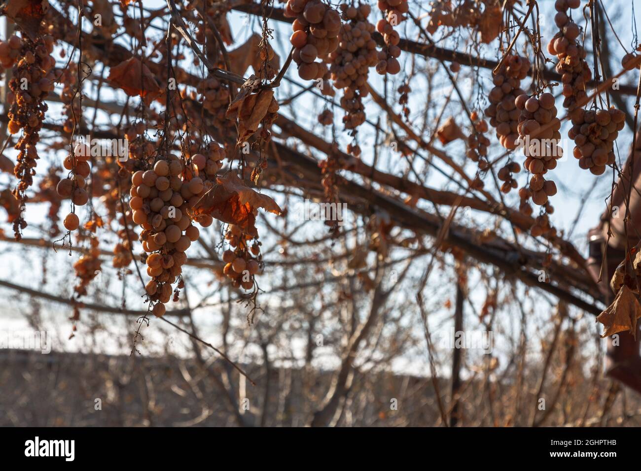 Die fehlende Weinlese. Ein Bund fehlender Trauben auf einem Zweig. Stockfoto