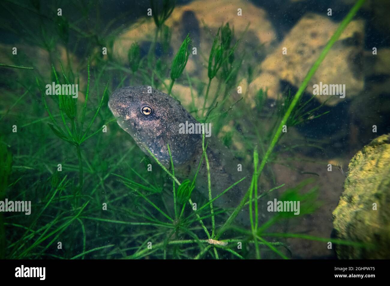 Gemeine Hebamme Kröte (Alytes obstetricans), Larve versteckt sich unter Wasserpflanzen am Boden eines Wasserkörpers, Unterwasseraufnahme, Nordrhein-Westfalen Stockfoto