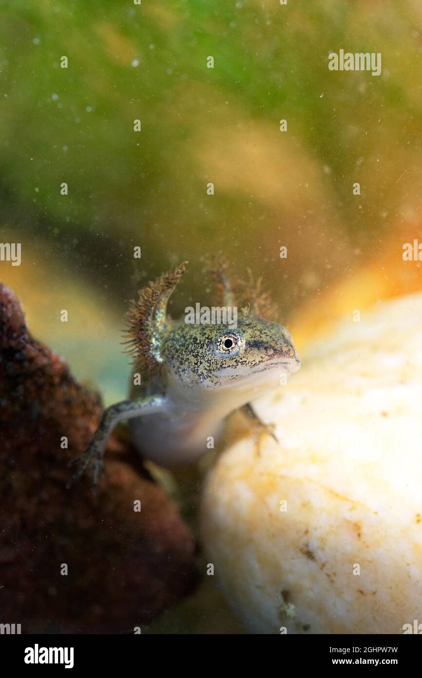 Schweinelarve (Lissotriton), auf Stein im Laichwasser, Unterwasseraufnahme, Nordrhein-Westfalen, Deutschland Stockfoto