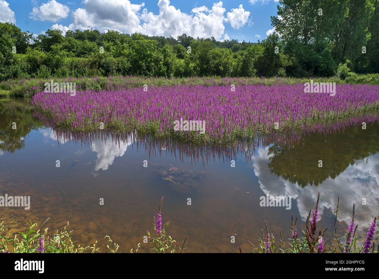 Purple loosestrife (Lythrum salicaria), in einem Fischteich, Franken, Bayern, Deutschland Stockfoto