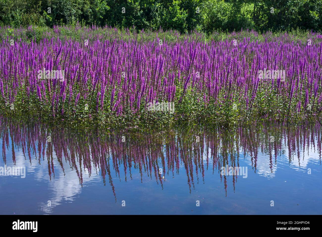Purple loosestrife (Lythrum salicaria), in einem Fischteich, Franken, Bayern, Deutschland Stockfoto