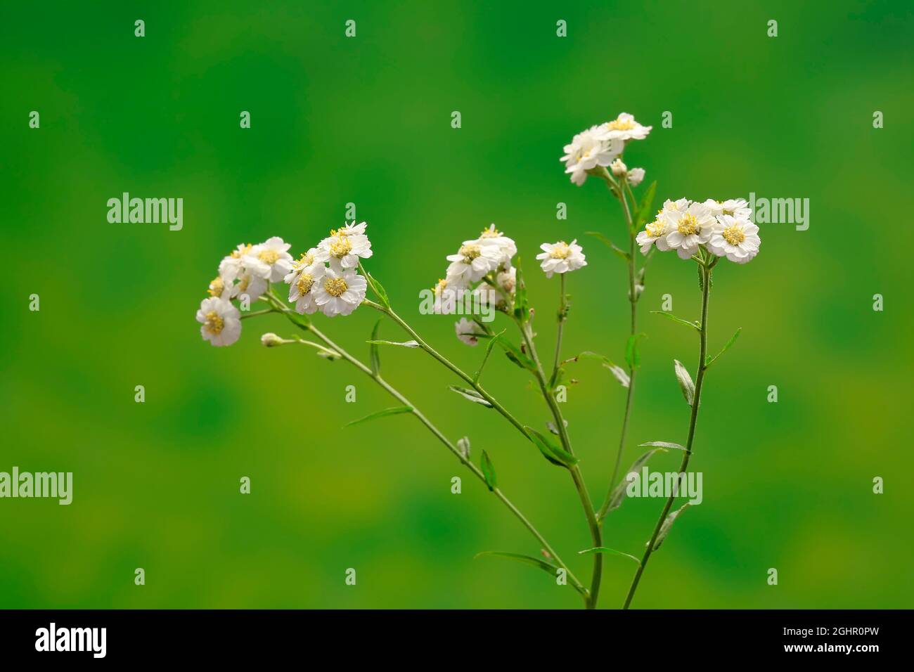 Feine blättrige Wassertropfpflanze (Oenanthe aquatica), Blume, Blüte, mehrjährig, Sumpfpflanze, Wasserwerk, Ellerstadt, Deutschland Stockfoto