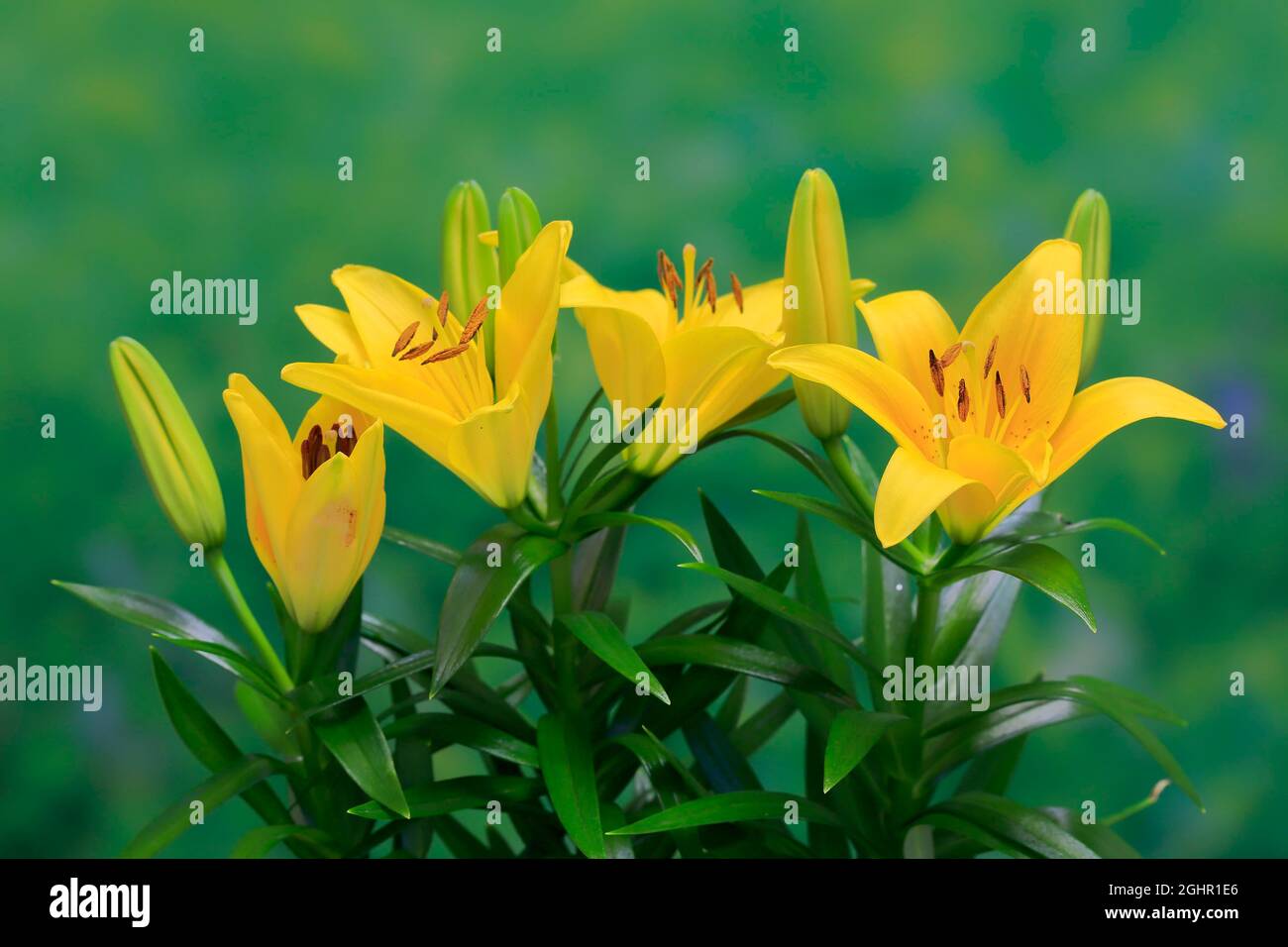 Orientalische Lilie (Lilium orientalis), Blume, blühend, Ellerstadt, Deutschland Stockfoto