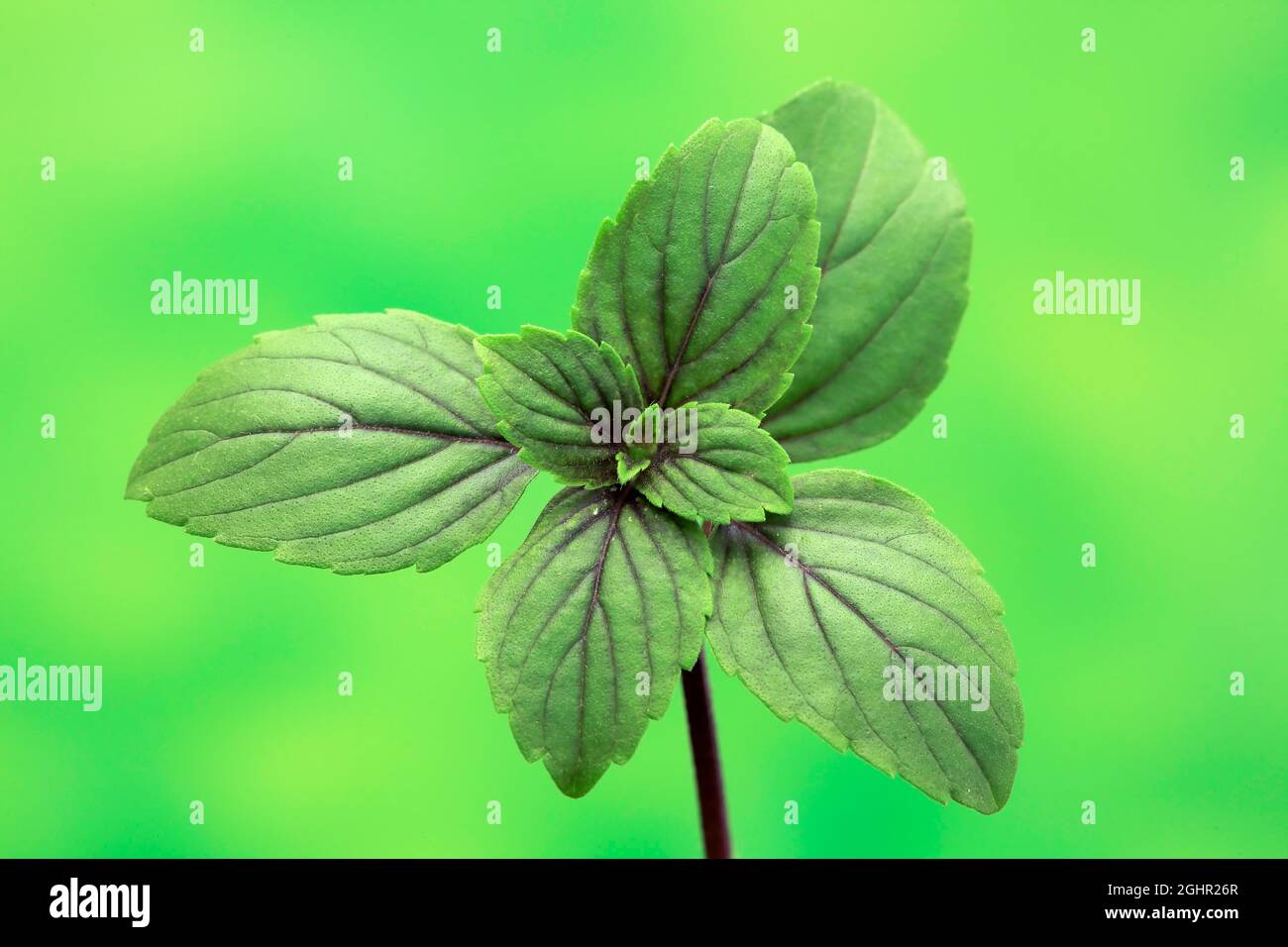 Strauch Basil (Ocimum basilicum) Magic Blue (Magic Blue), Blätter, Ellerstadt, Deutschland Stockfoto