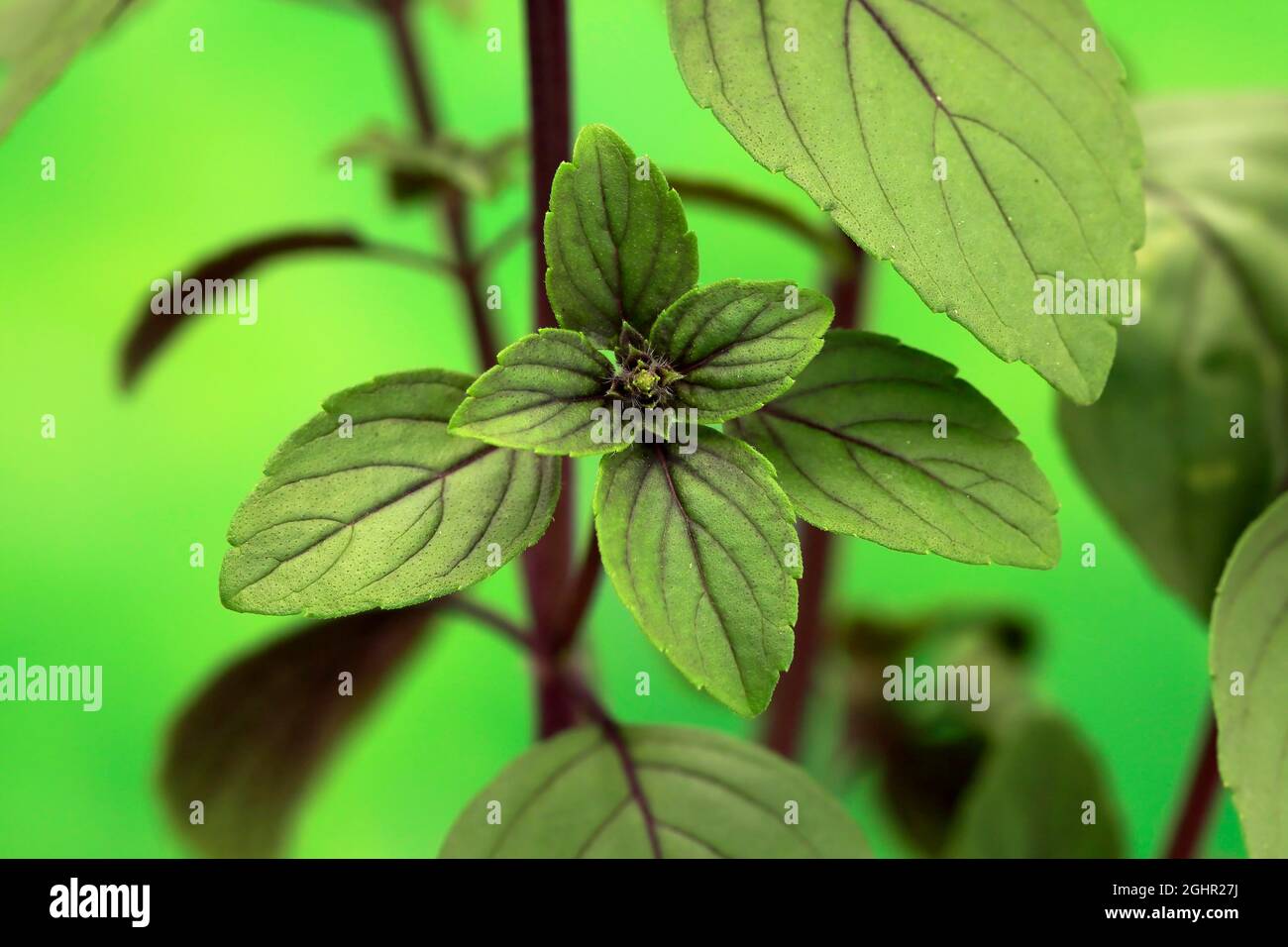 Strauch Basil (Ocimum basilicum) Magic Blue (Magic Blue), Pflanze, Blätter, Ellerstadt, Deutschland Stockfoto