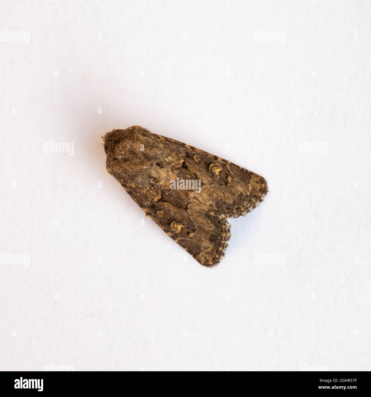 Die obere Seite der Luperina testacea, die zurückgestürzte Rustikale Motte, steht auf weißem Hintergrund. Stockfoto