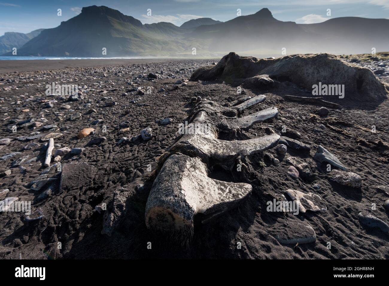 Walskelett, Strand, Breioavik, Ostfjorde, Viknaslodir, Island Stockfoto