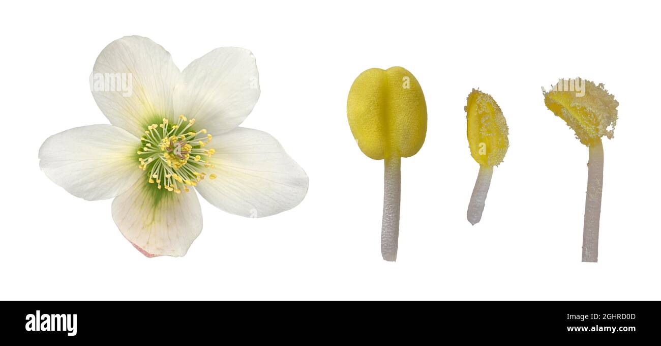 Orientalischer Helleborus orientalis, Blüte, Blütenblatt geschlossen, offen, Eurasien, Vorkommen Kaukasus, Deutschland Stockfoto
