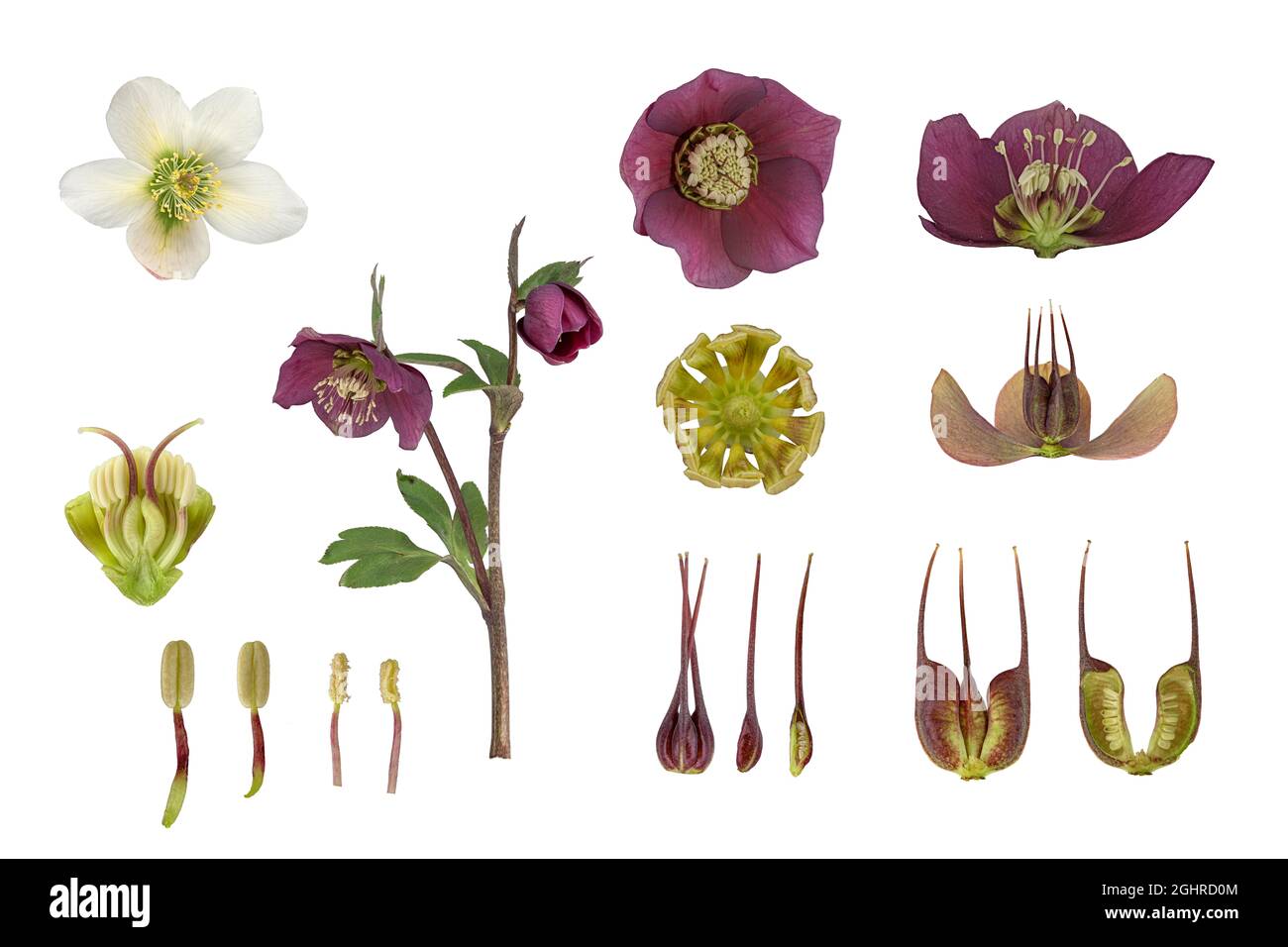 Orientalischer Hellebore (Helleborus orientalis) Barnhaven-Hybride (Helleborus x hybridus), Pflanze, Blume, Pollenblatt, Stempel, Nektarblatt Stockfoto