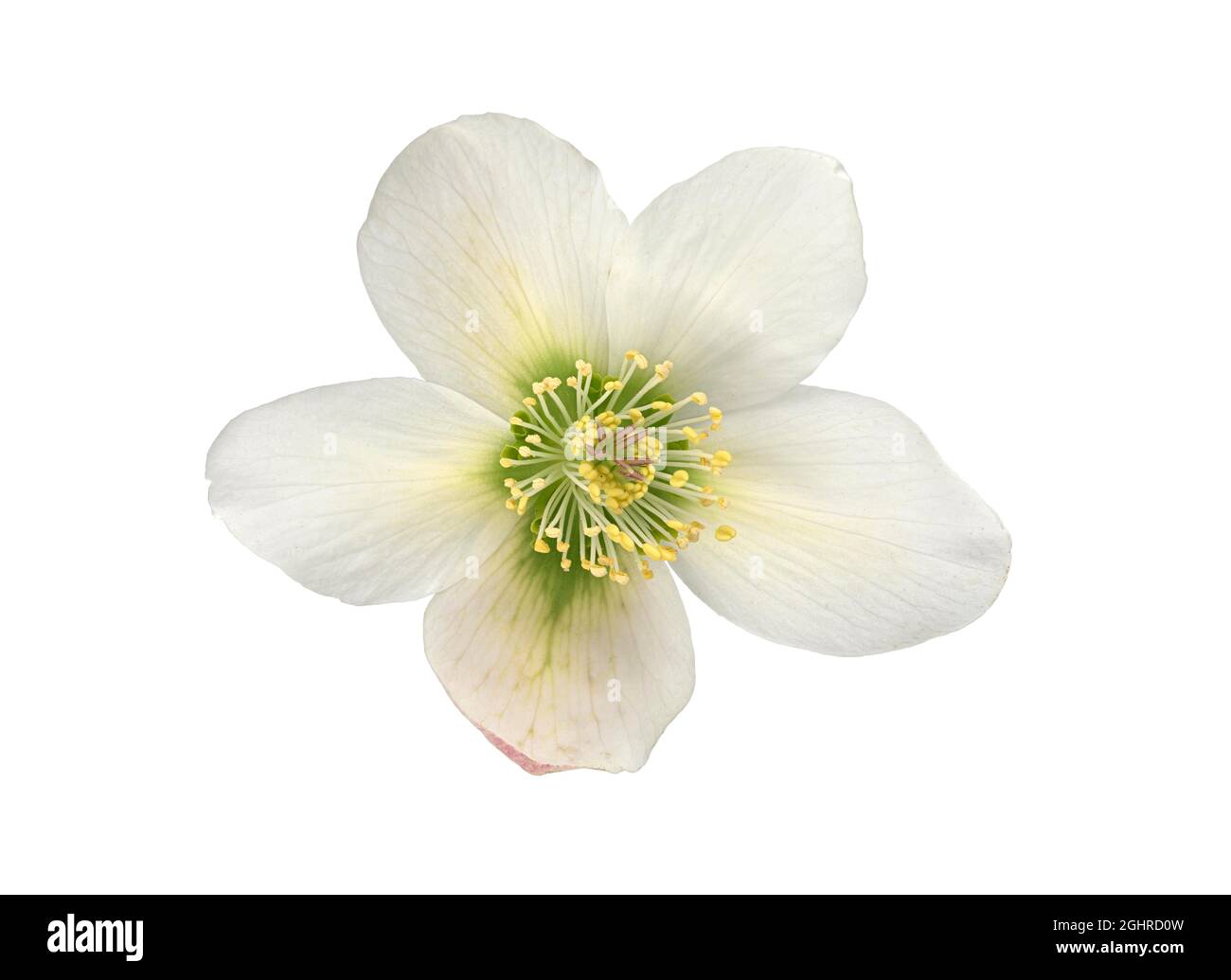 Orientalischer Helleborus orientalis, Blume, Eurasien, Vorkommen Kaukasus, Deutschland Stockfoto