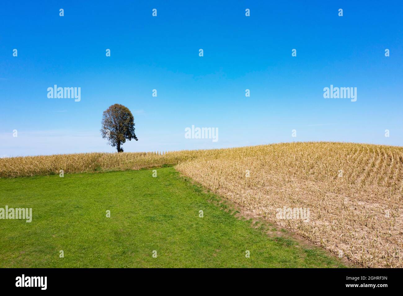 Landwirtschaftliche Landschaft, Laubbaum, der in einem Maisfeld bei Waldzell im Innviertel, Oberösterreich, steht Stockfoto