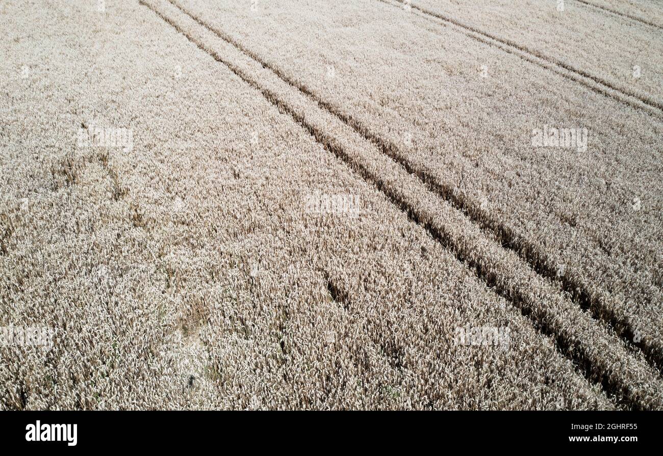 Landwirtschaftliche Landschaft, Spuren, die durch ein Getreidefeld bei Waldzell im Innviertel, Oberösterreich, Österreich, führen Stockfoto