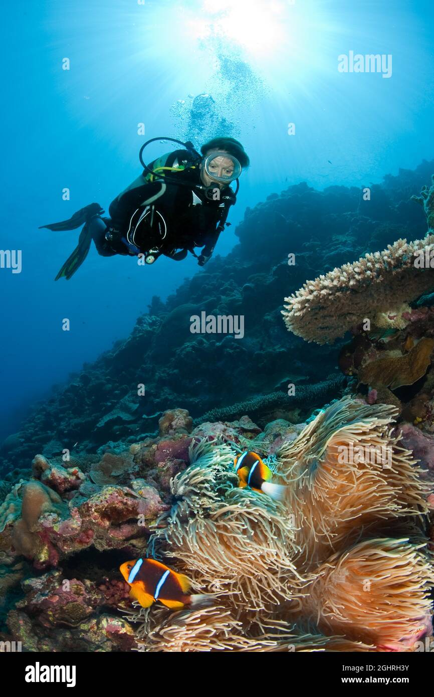 Taucherin mit Blick auf große Sebae Anemone (Heteractis crispa) mit einem Paar orangefarbener Flossenclownfische (Amphiprion chrysopterus), Pazifischer Ozean, Yap, Federated Stockfoto