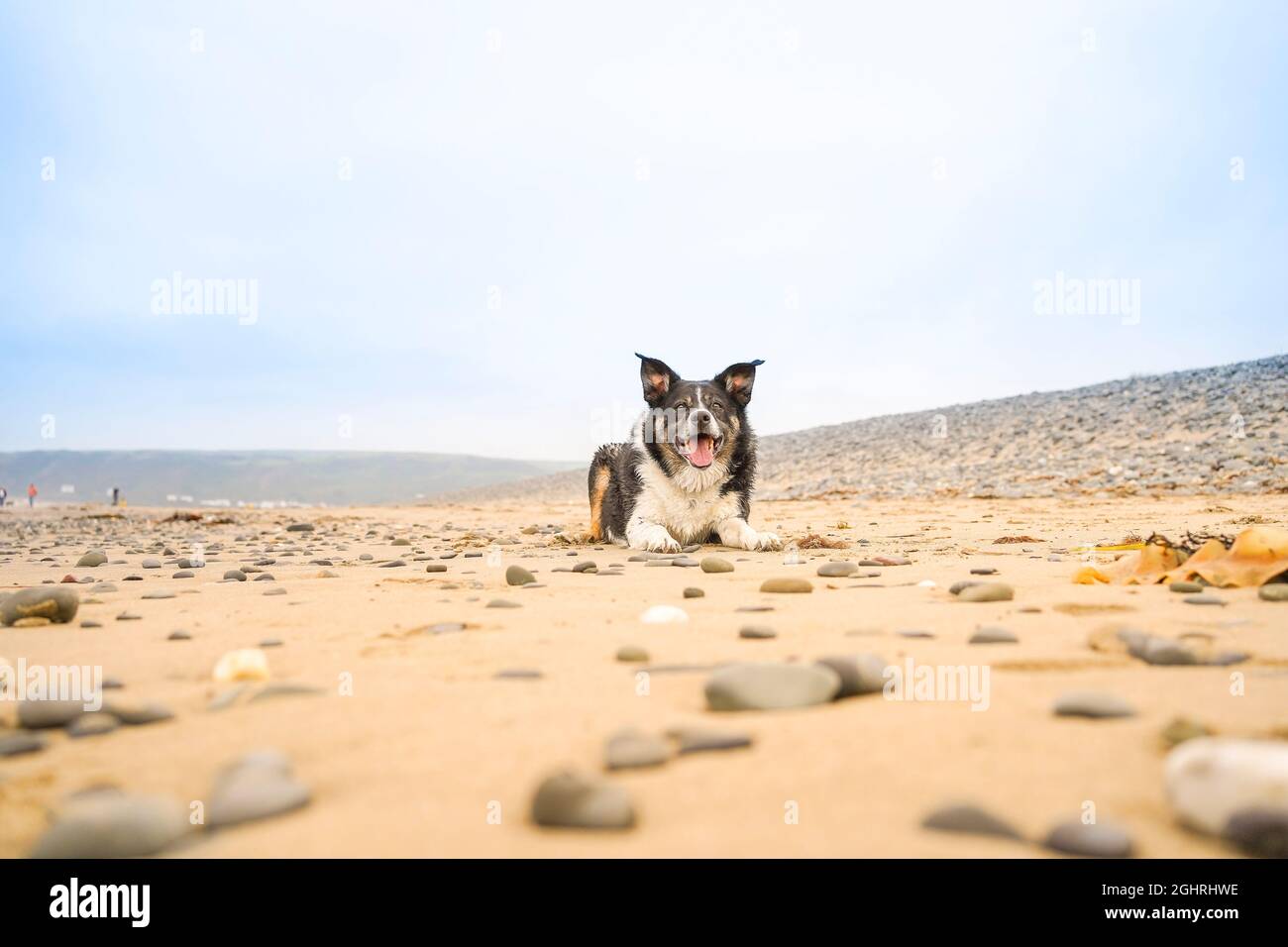 Blick aus der Nähe auf einen walisischen Hütehund, isoliert am britischen Strand, der nach der Jagd auf seinen Ball keuchend mit der Zunge nach draußen liegt! Stockfoto